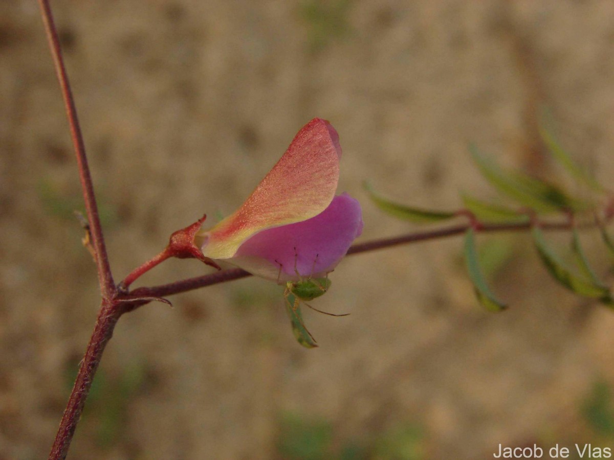 Tephrosia maxima (L.) Pers.